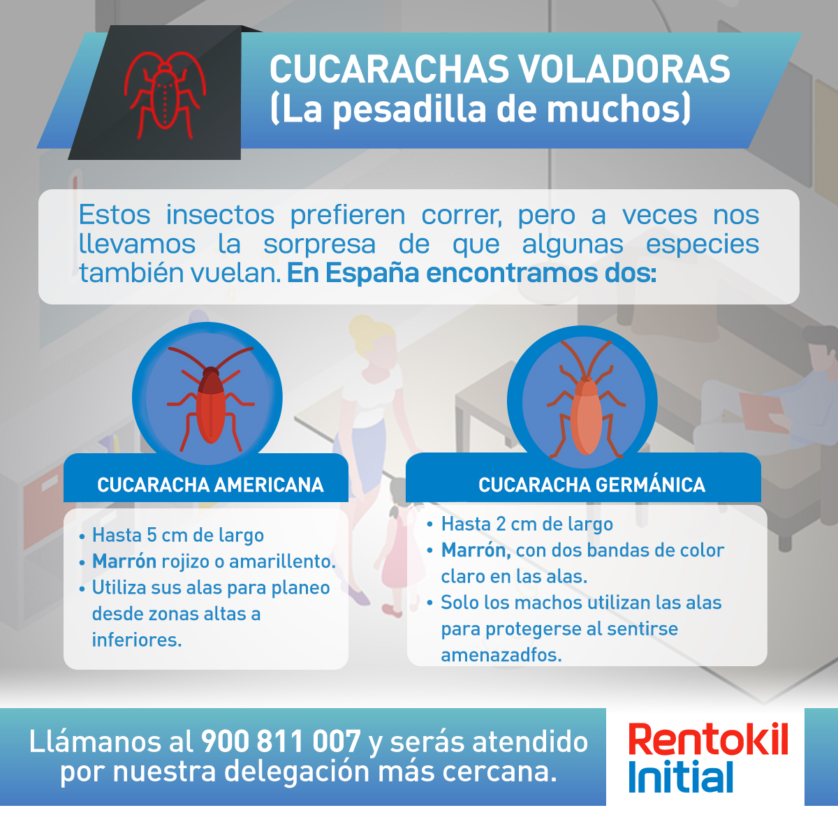 infografía rentokil1cucarachas copy
